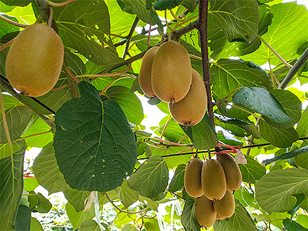 开云电竞在线基地展示四